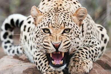 Amazing Cheetah Wallpapers Hd Wallpapers. Cheetahs Wallpapers ...