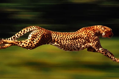 Cheetahs Running   Wallpaper.