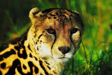 King Cheetah Wallpapers   652609