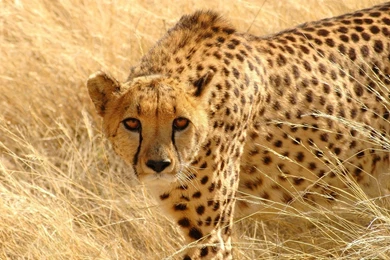 Cheetah Widescreen Wallpapers
