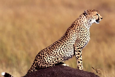 Affectionate Cheetahs HD Wallpapers