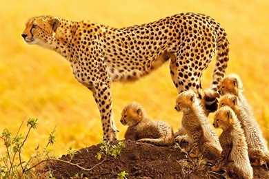 Cheetah Wallpapers   Android Apps And Tests   AndroidPIT