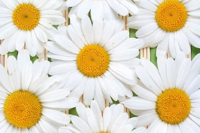 Memorial And Funeral Cards   Nature Backgrounds 2   MoMorialCards.com