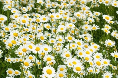 Ox Eye Daisy Backgrounds Meadow