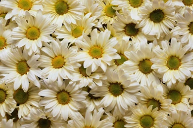 Daisy Backgrounds Quotes. QuotesGram