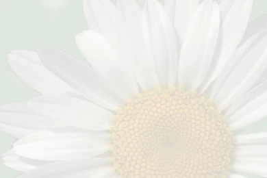 Daisy Backgrounds Page   /page_frames/floral/daisy_background_page ...