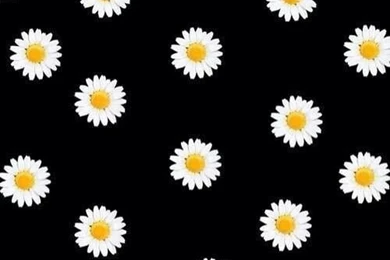 Daisy Wallpapers