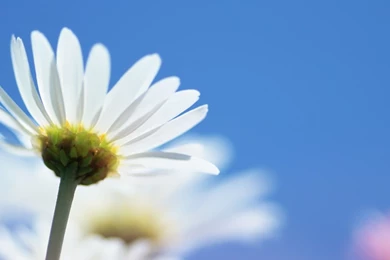 Download Wallpapers 2560x1024 Daisy, Flowers, Petals, Backgrounds ...