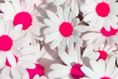 Pink Daisy Wallpapers