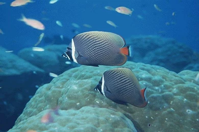 Desktop Free Animal Images Download Wallpapers