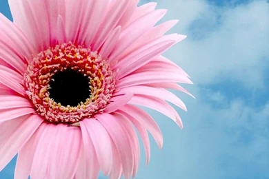 Daisy iPhone HD Backgrounds Wallpapers 10062   HD Wallpapers Site