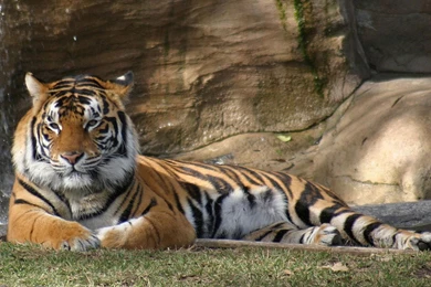 Tiger Wallpapers Pack 4 (1600x1200)