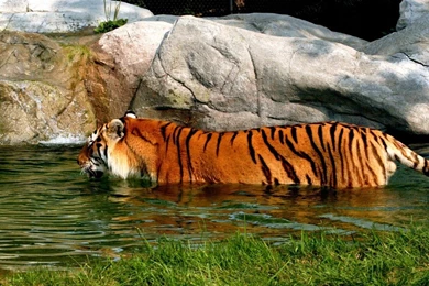 Tiger Hd Wallpapers   HD Wallpapers Lovely