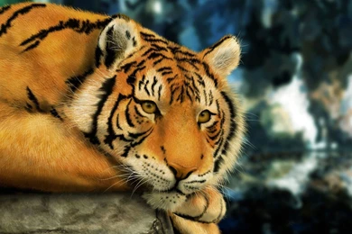 Free Tiger Wallpapers For Desktop   Wallpapers Cave