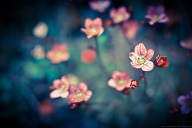 Not_alone_2_by_nemesis158 d3hd3m5.jpg