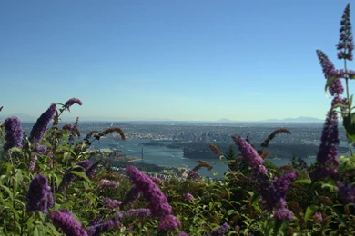 Flowery Vancouver Wallpapers And Images   Wallpapers, Pictures, Photos