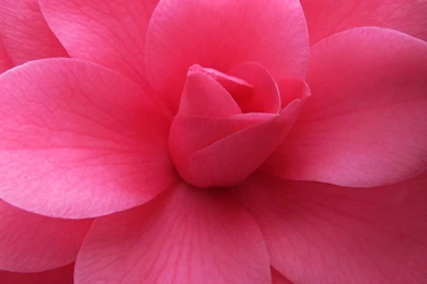 Pink Flowery Wallpapers   Desktop Backgrounds