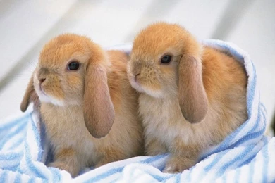 Baby Rabbit Cute Wallpapers
