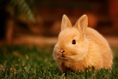 Wallpapers Bunny   Wallpapers Cave