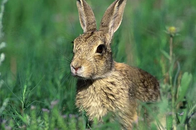 Bunny Wallpapers   Bunny Rabbits Wallpapers (128641)   Fanpop