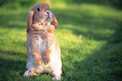 Cute Rabbit Animal Enjoying Wallpapers   Zibrato