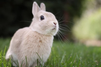 Rabbit Wallpapers >> Backgrounds With Quality HD