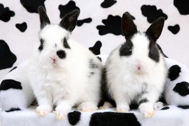 Bunny Wallpapers Bunny Rabbits Wallpapers (149127) Fanpop