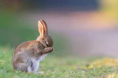 Bunny Love Wallpapers HD Download Of Cute Rabbits