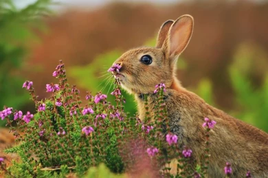 1600x480 Wallpapers Page 647: Great Family Animal Dogs Animals Dog ...