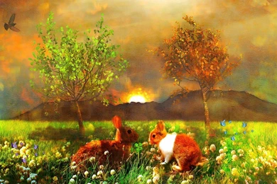 Other Bunny Rabbits Grass Flowers Sunset Bunnies Summer Rabitts ...