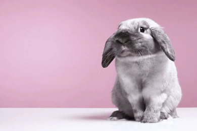 Innocent Rabbit