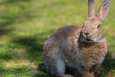 Rabbit   Bunny Rabbits Wallpapers (38714086)   Fanpop