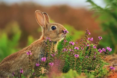 Rabbit Nose Flowers Wallpapers