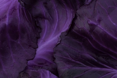 Purple Cabbage Leaves Backgrounds   Foto Du Jour