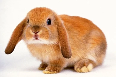 Rabbit Cute Wallpaper Backgrounds