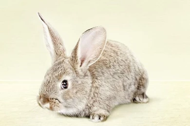 Bunny Rabbit   Easter