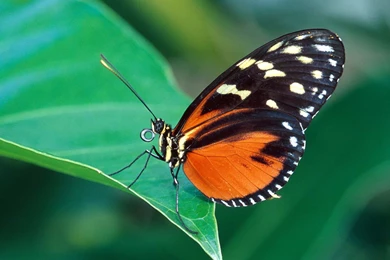Butterfly Fly On Desktop : Share Files Online