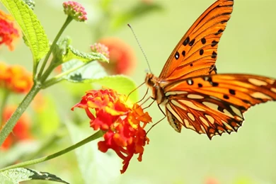 3d Nature Wallpapers Butterfly   Desktop Nexus Archives   HD 3D ...