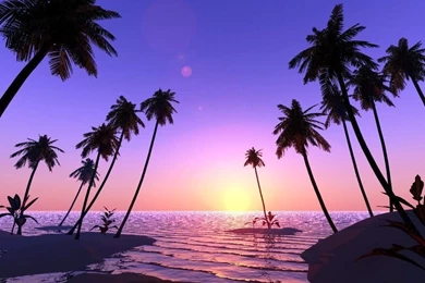 Palm Trees Wallpapers   Wallpapers Cave