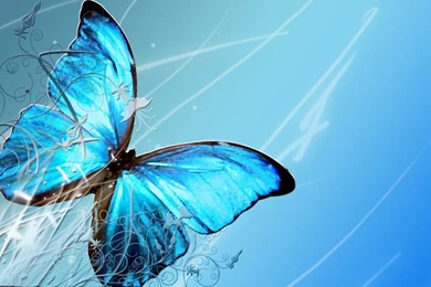Butterfly desktop wallpaper download.jpg
