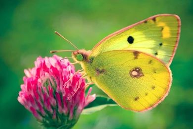 Colias Hyale Butterfly Wallpapers