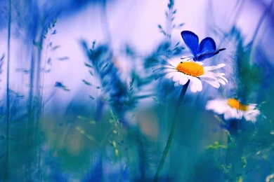 Spring Butterfly Desktop Backgrounds HD 7770   HD Wallpapers Site