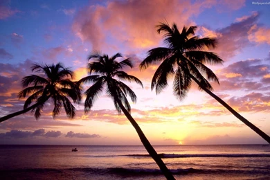 Palm Tree Desktop Wallpapers   Wallpapers Cave