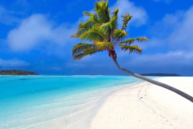 1920x1200 Isolated Palm Tree Desktop PC And Mac Wallpapers