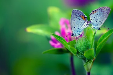 Butterfly flower wallpaper HD Widescreen Images.jpg