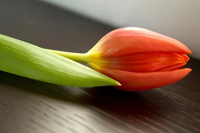 Red Tulip Flowers Widescreen Photo Hd Wallpapers   (