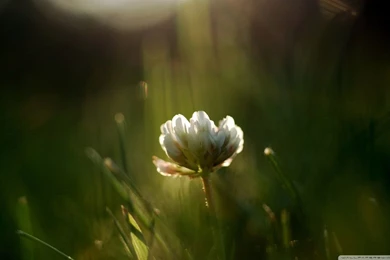 Wild White Flower HD Desktop Wallpapers : Widescreen : High ...