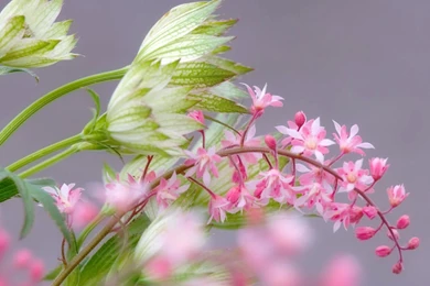 Beautiful Flowers 4K Wallpapers 8   Wallpapers HD   Wallpapers HD 4K ...