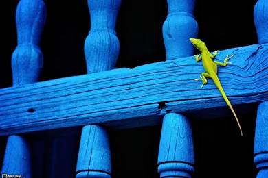 Lizard Picture    Animal Wallpapers    National Geographic Photo Of ...