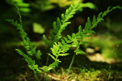 Download Greenery HD Wallpapers Free By Udhao.net